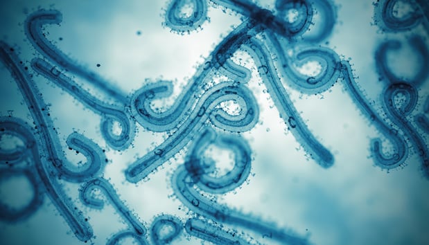 WHO meldt uitbraak marburgvirus in Tanzania