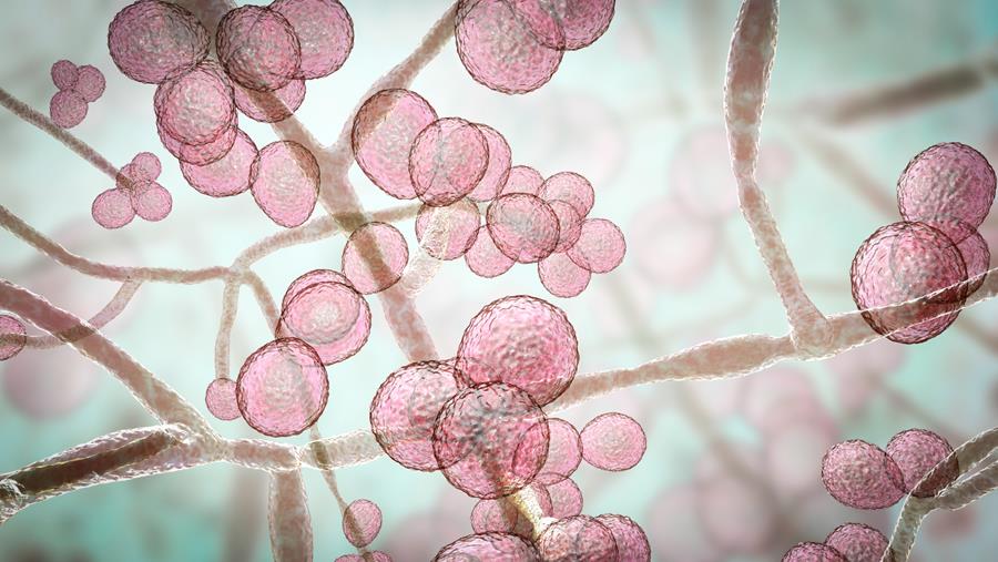 Évolution de l’épidémiologie des candidémies : qu’en est-il en Belgique ?