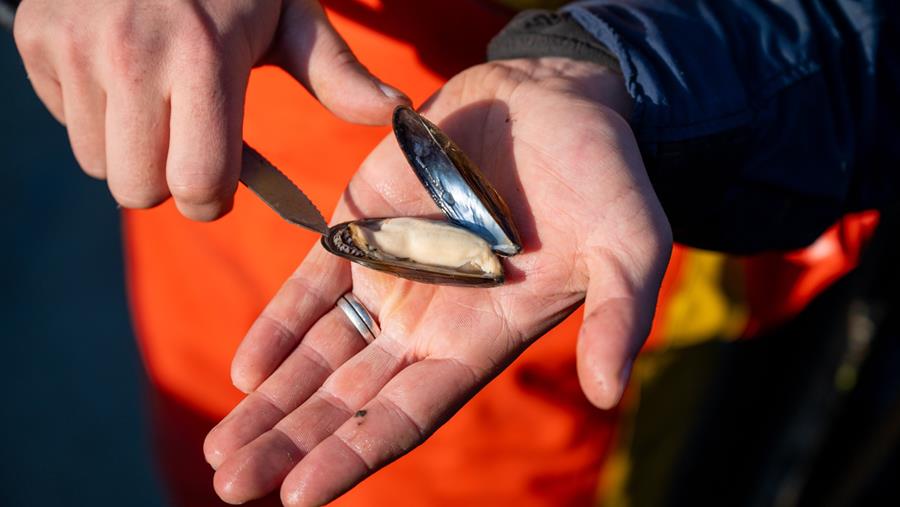 Les premières moules de culture suspendues de Zélande en 2026