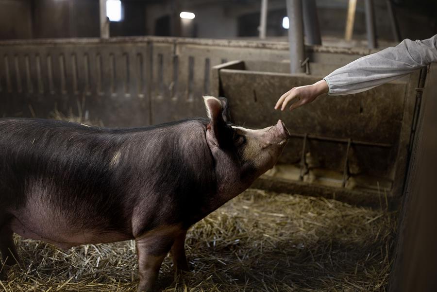 Le porc Duroc : une race à part - Duroc d'Olives