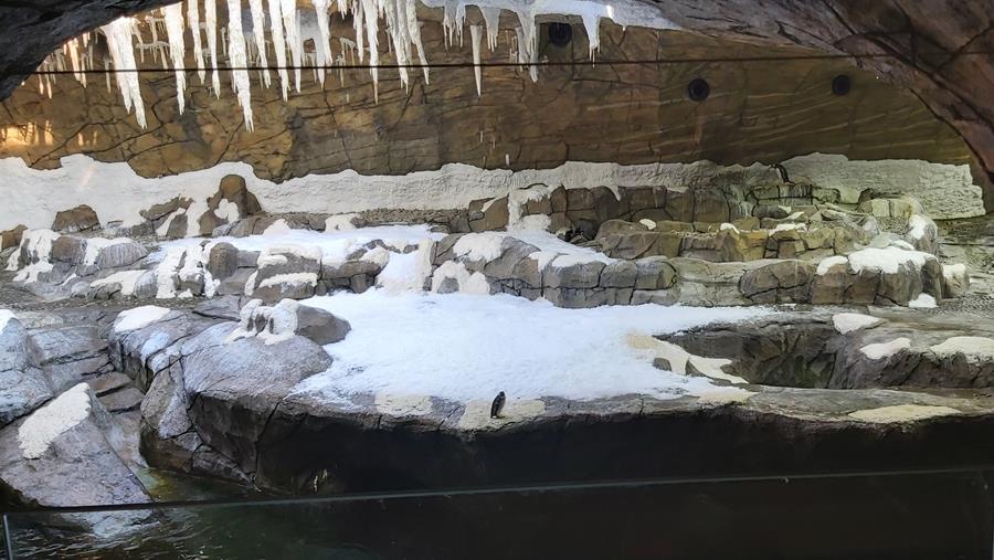 Geneglace, plus que des machines à glace