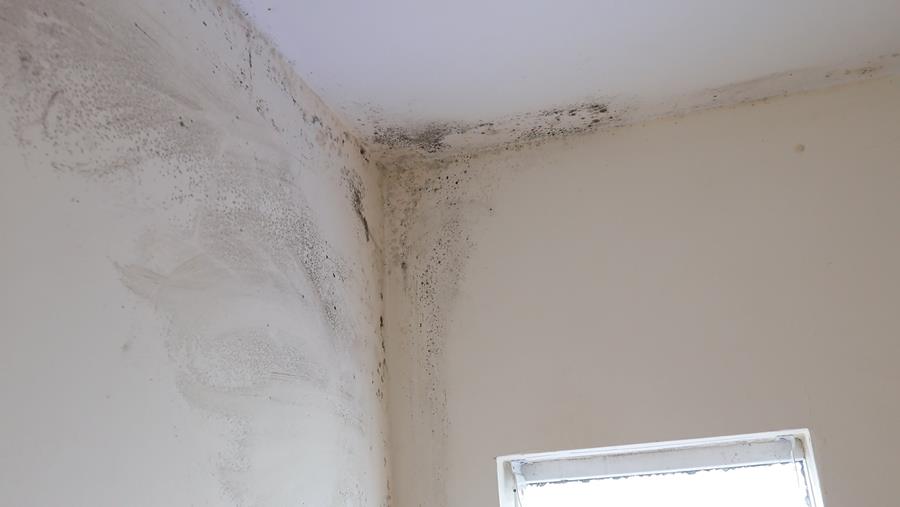 Feuille de route pour lutter avec succès contre la formation de moisissures